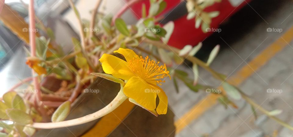 Yellow Blooms 🌸💕🤗