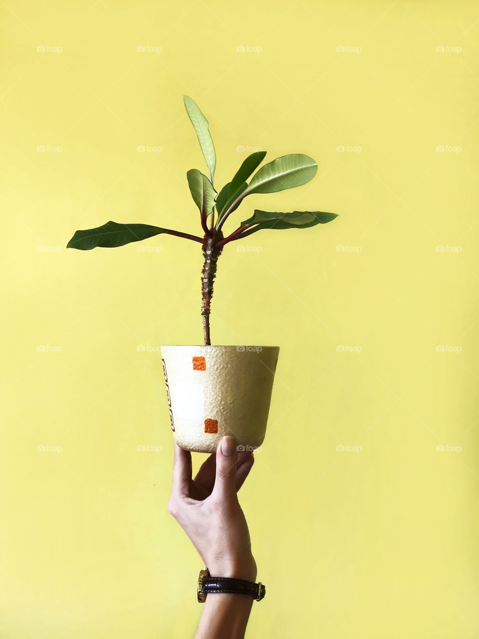 Holding a home plant 