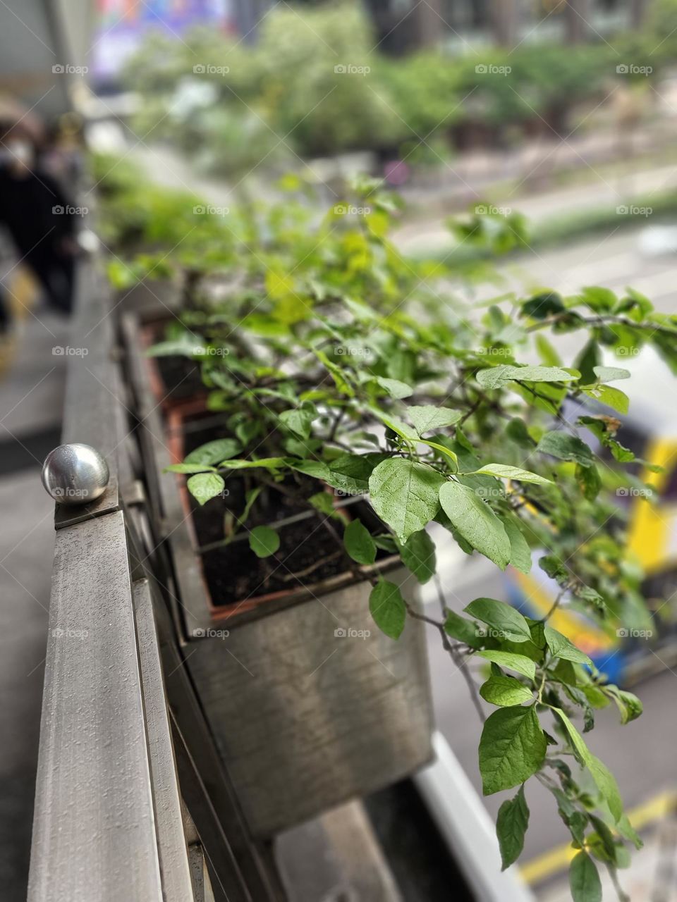 Plants by the side of the footbridge in Wanchai Hong Kong