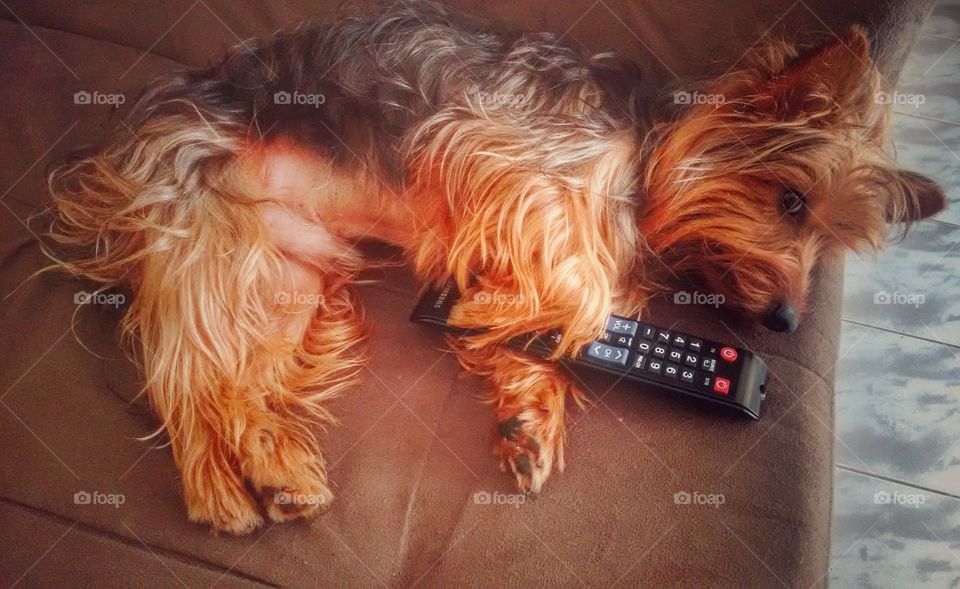 cachorro pet cachorro