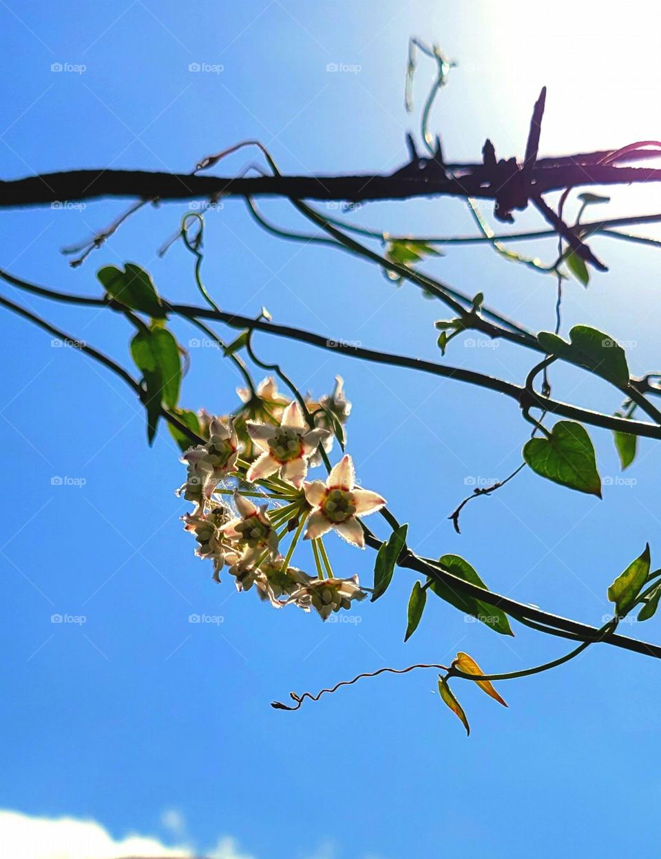 Pretty, Star shaped flowering vine wrapping around barbed wire.