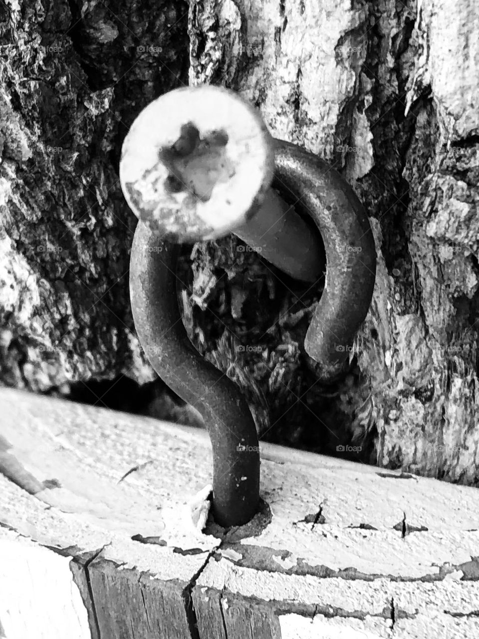 Black and white of a screw holding a nail hook that holds one of the many bird houses here on the ranch. 