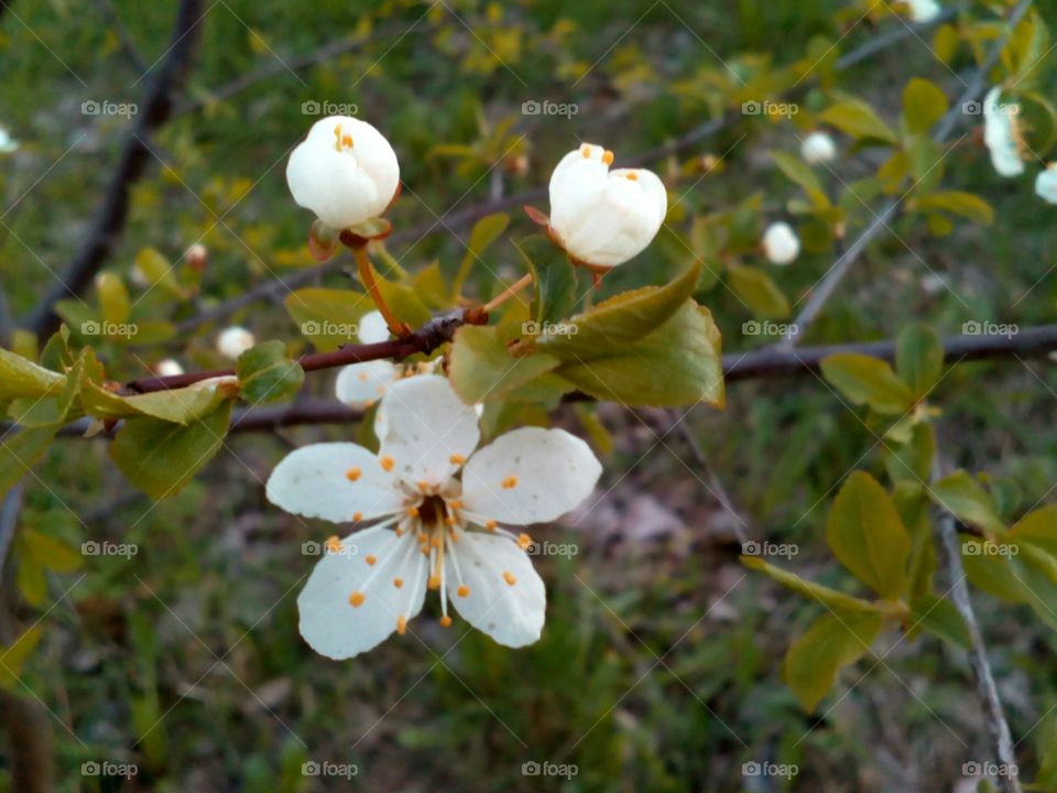 Nature, Tree, Flower, Leaf, No Person