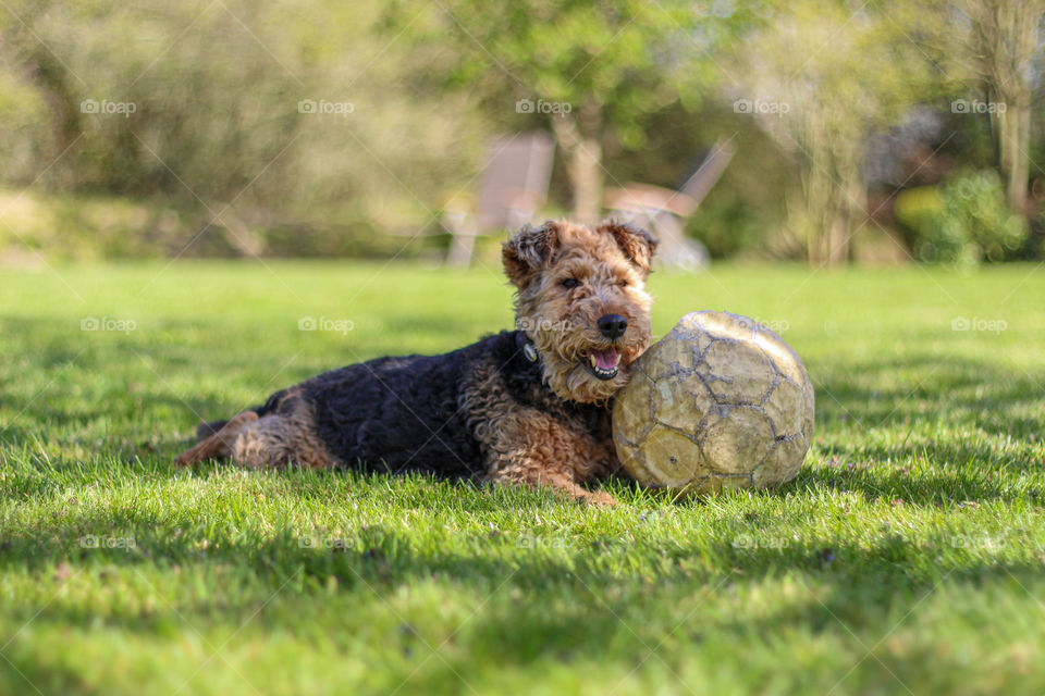 football-Dog