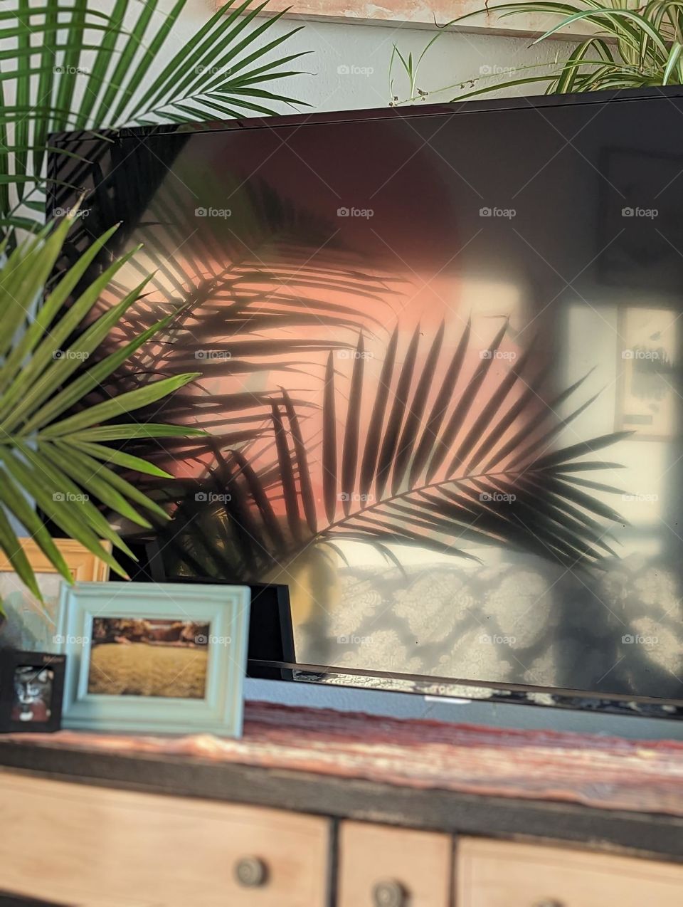 large green palm leaf shadow in morning sunshine plant patterns