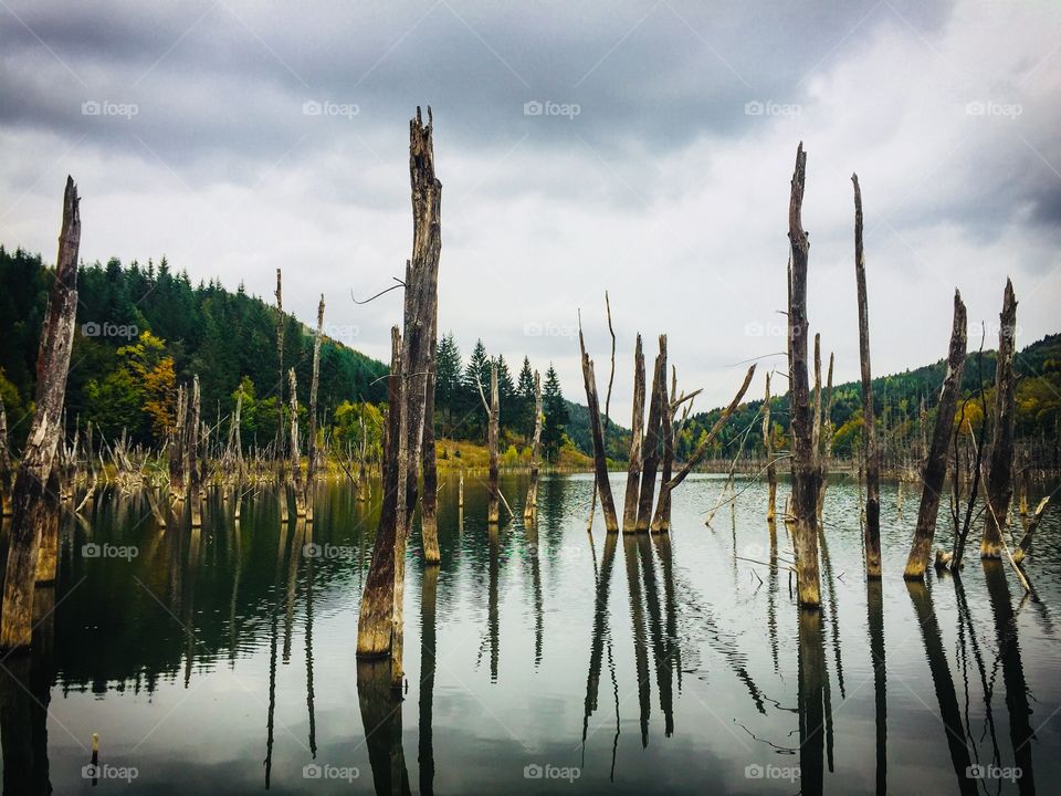 Tree trunks and stumps coming out of the water of a lake in autumn