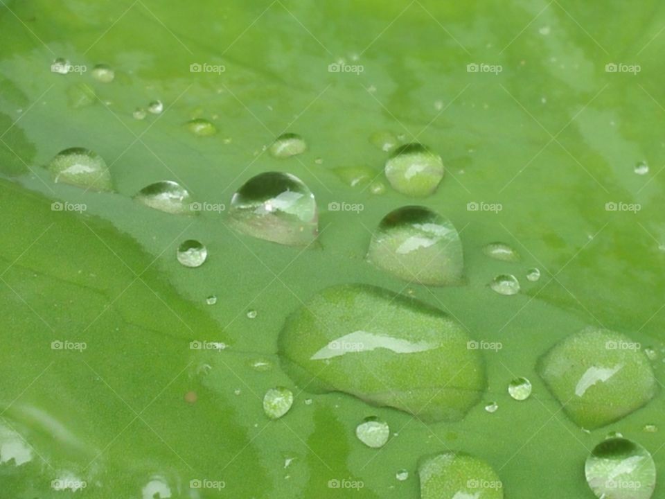 water on the leaf