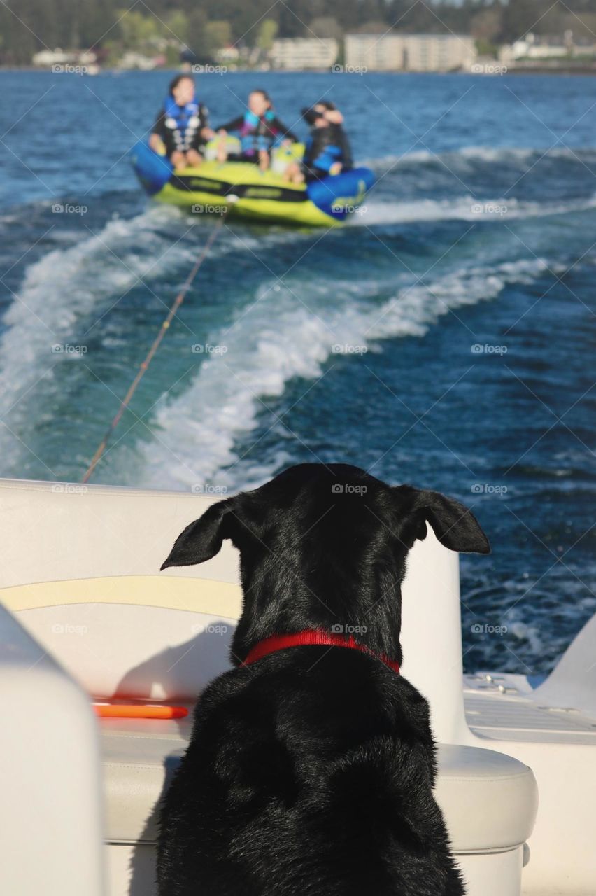 Teens go tubing during the warmer days of Summer while a dutiful pet keeps watch