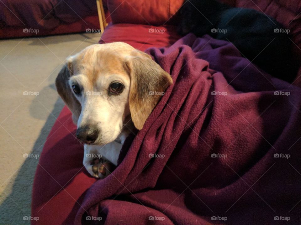 pretty beagle