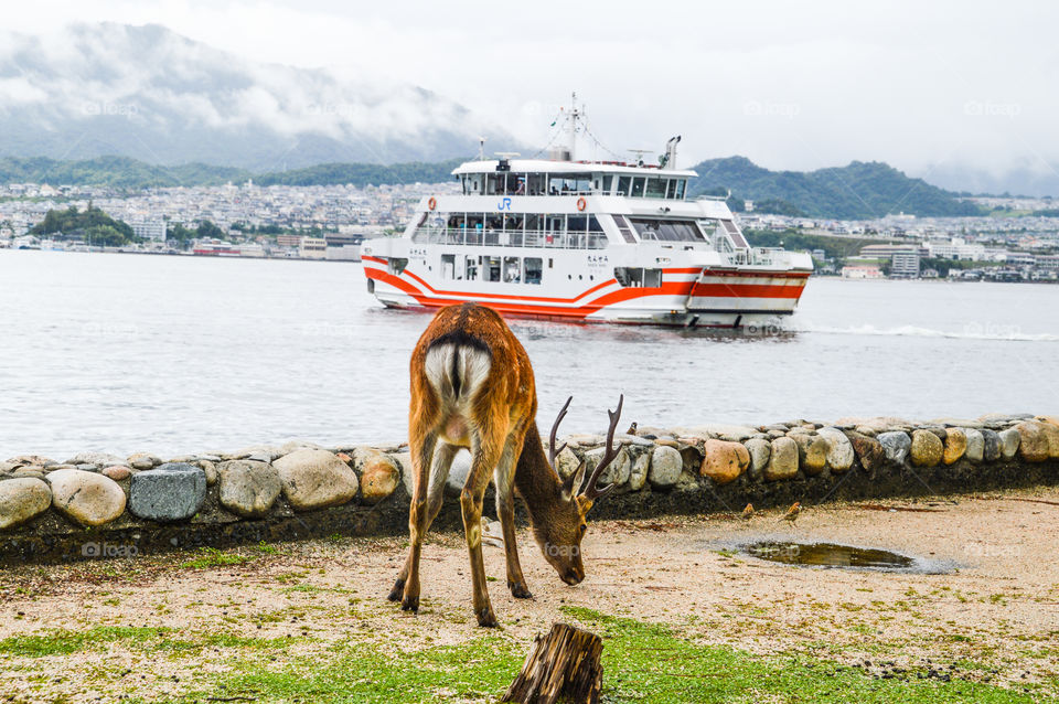 Deer And Ferry At Miyajima Island Japan