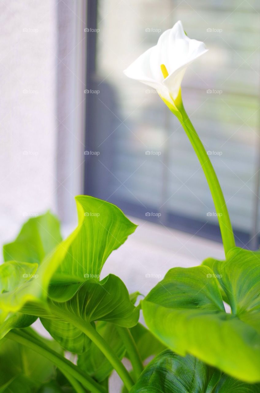 Calla Lily