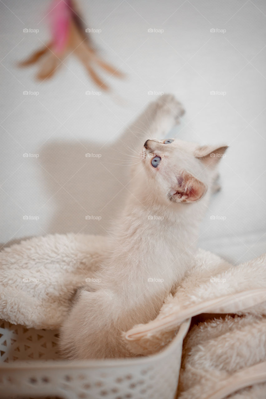 Little Tibet color-point kitten playing 