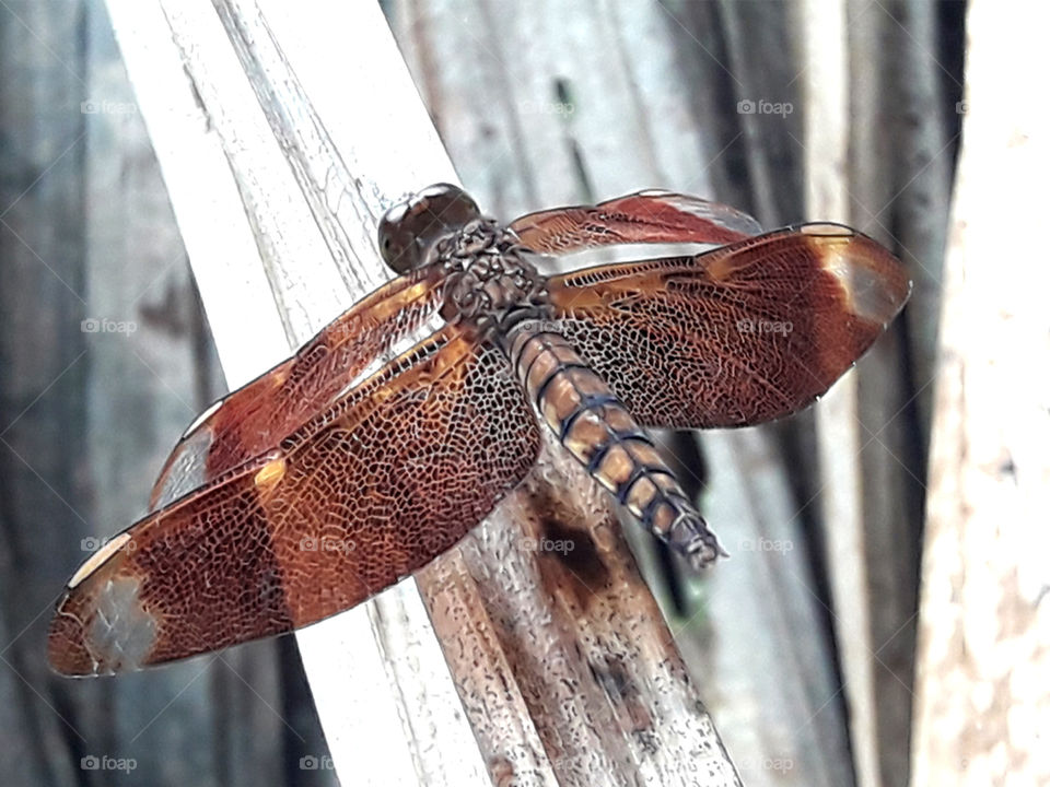 Dragonfly
