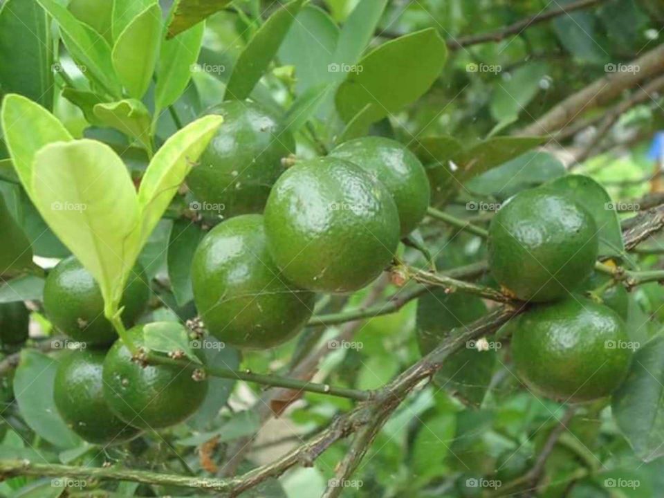 fruits