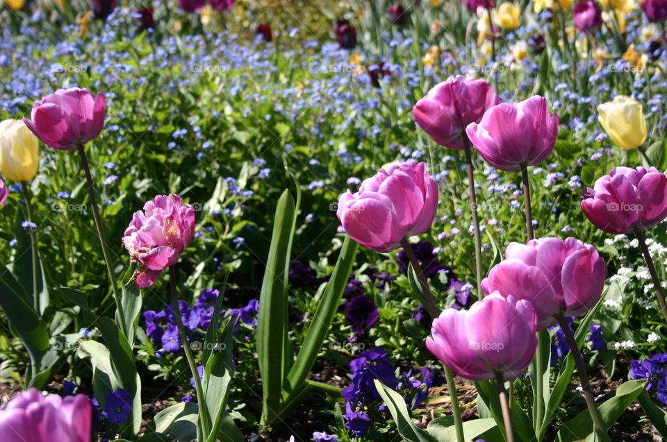 Tulips, in their glory. A riot of bright spring colour, tulips and daffodils