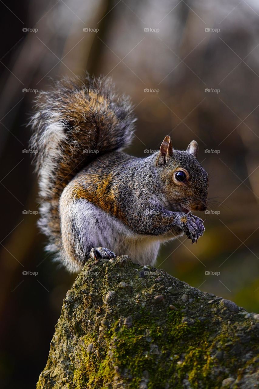 little squirrel is eating nut