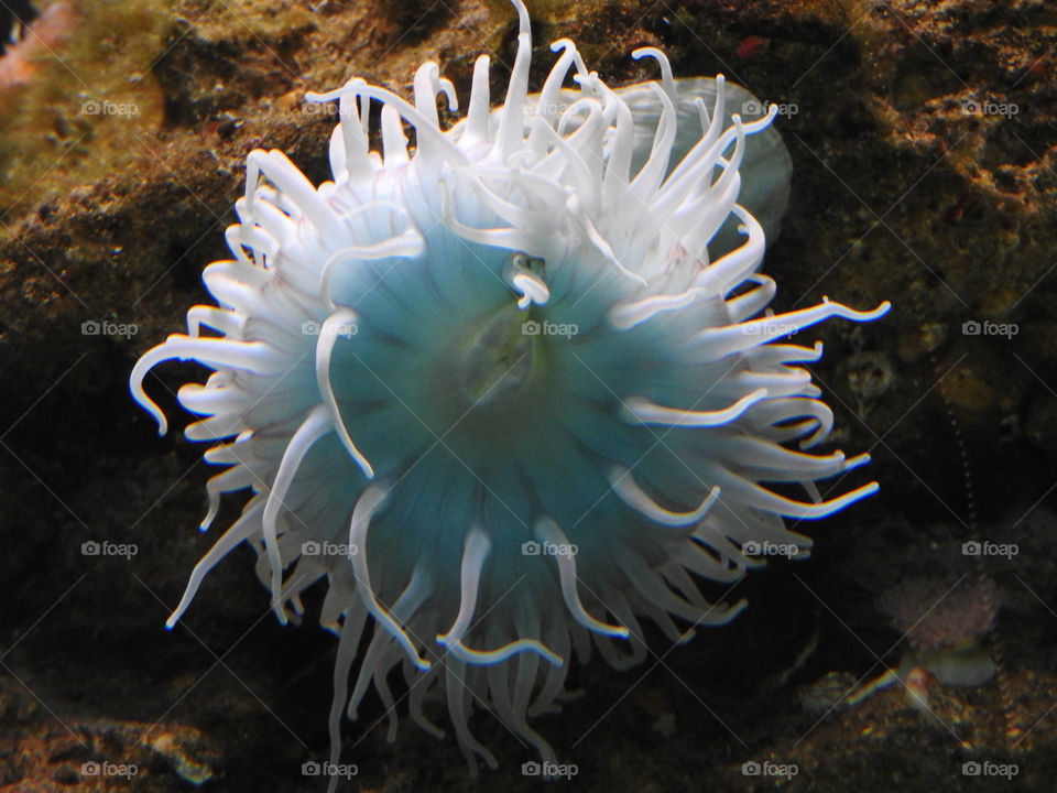 Beautiful sea anemone