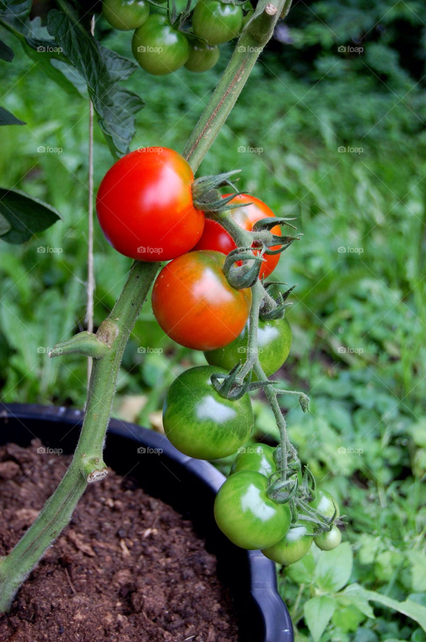 sweden red grass home by rauknrolla