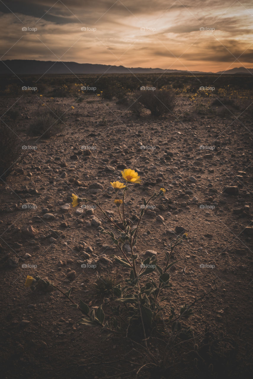 Yellow flower blooming from the dirt in a dry rocky desert 