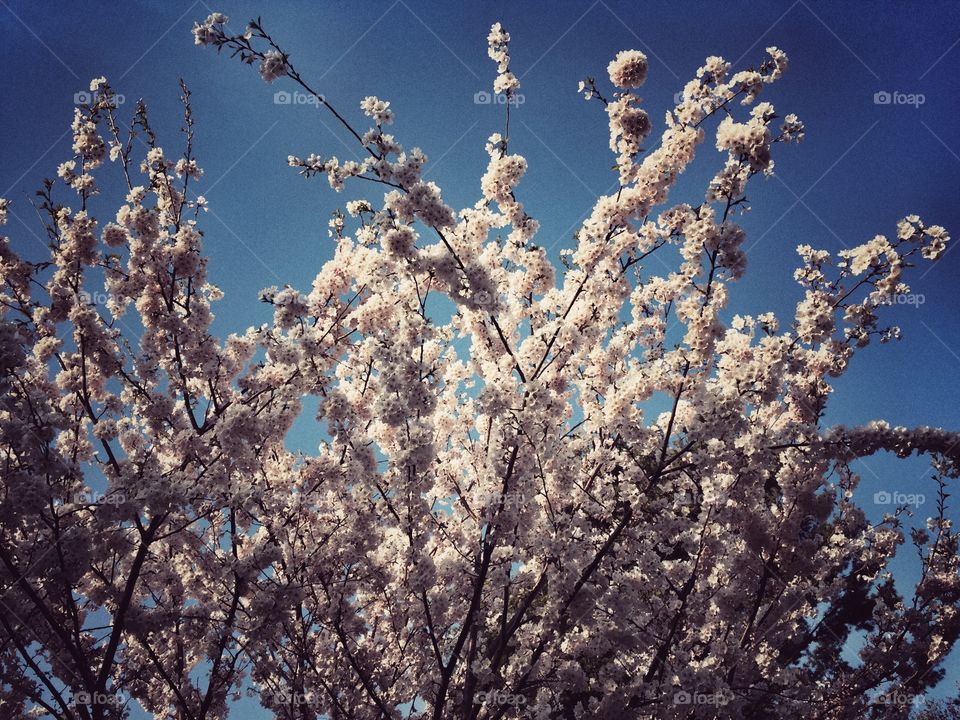 Cherry Blossom tree against blue sky