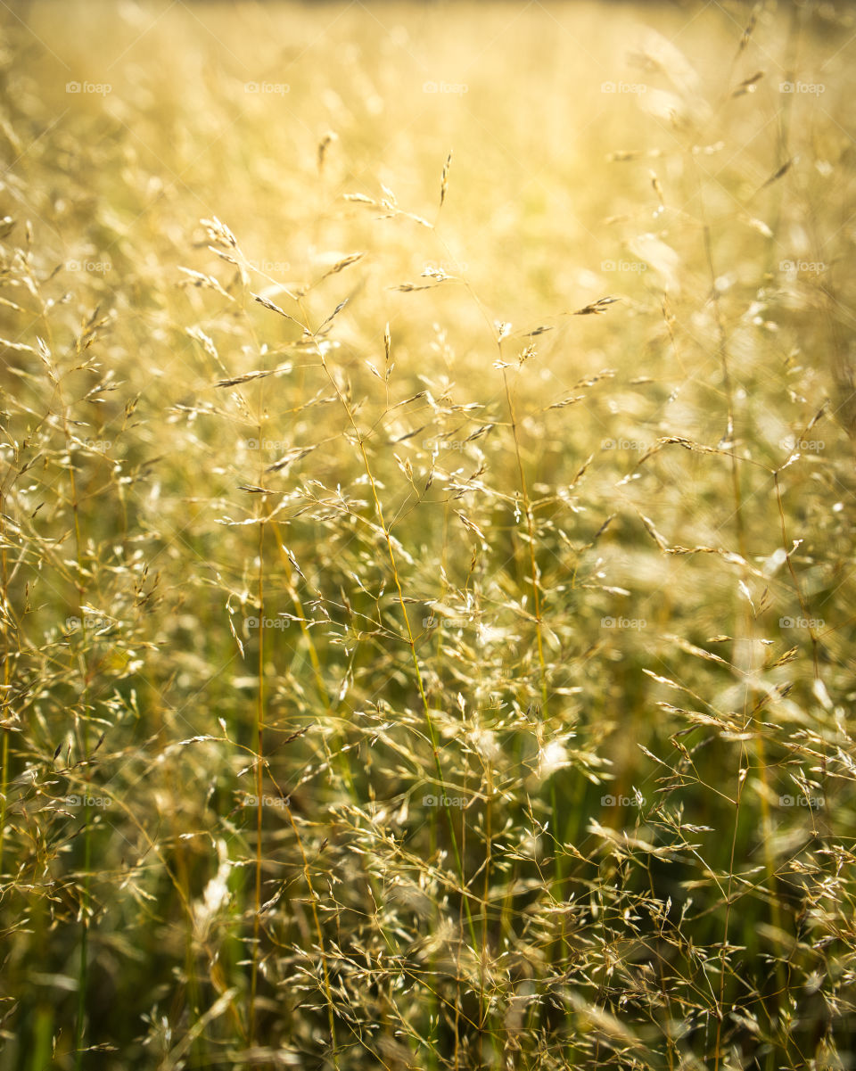 Portrait of a plant