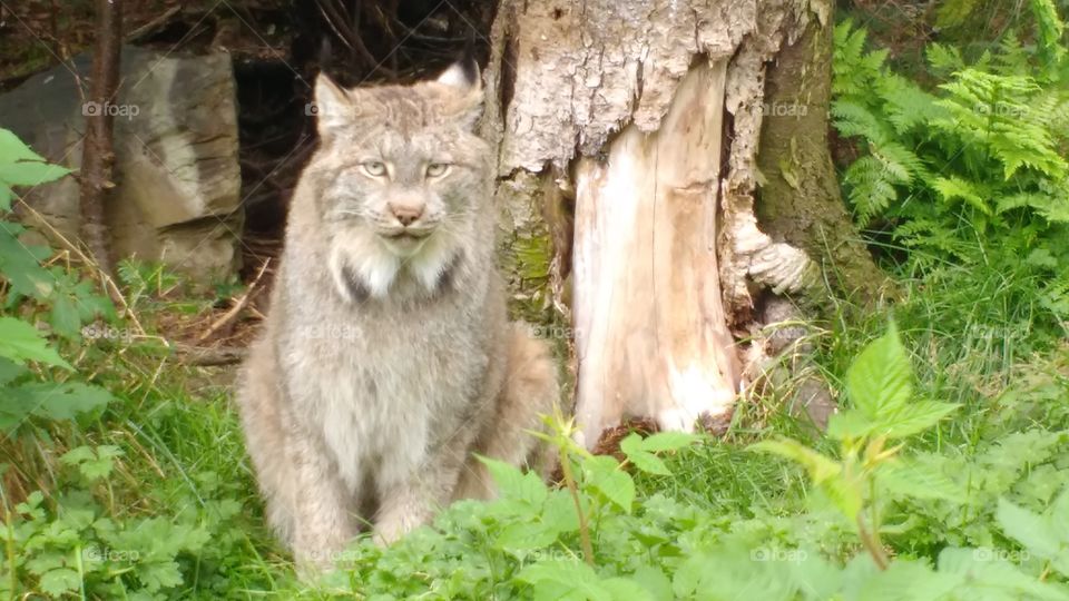 Lynx by tree