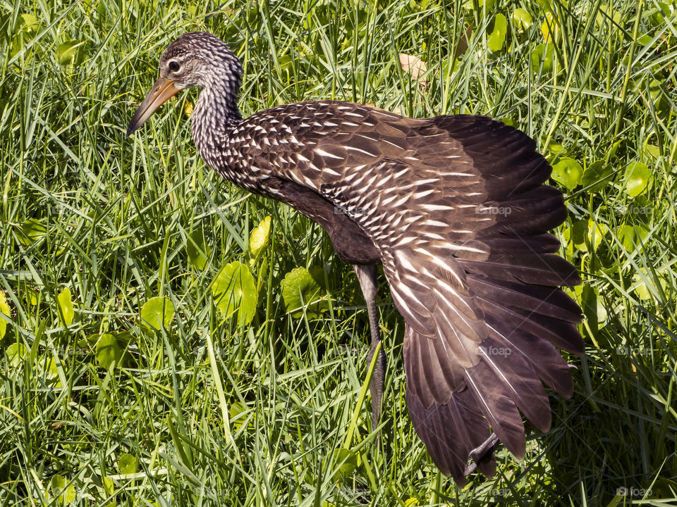 Juvenile Limpkin stretching