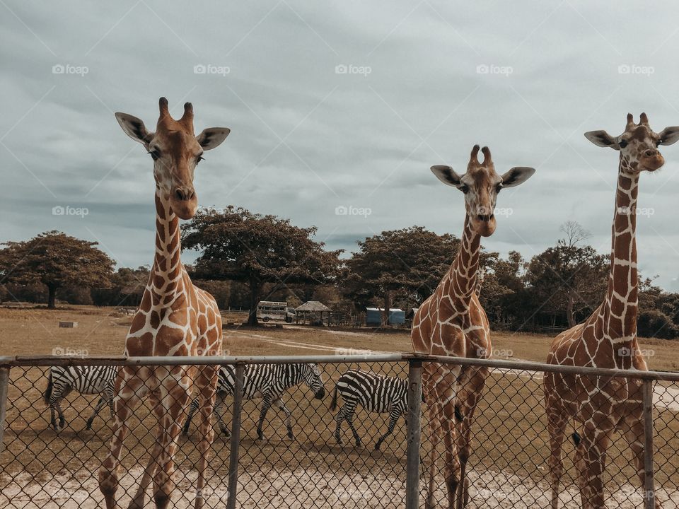 Close encounter with giraffes