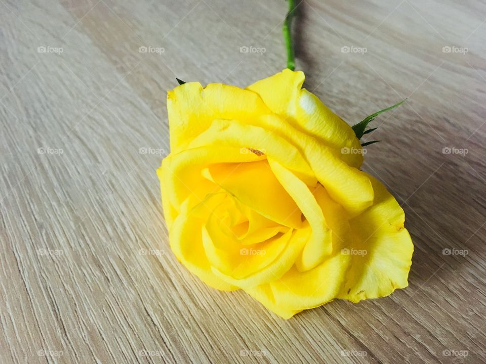 Yellow roses