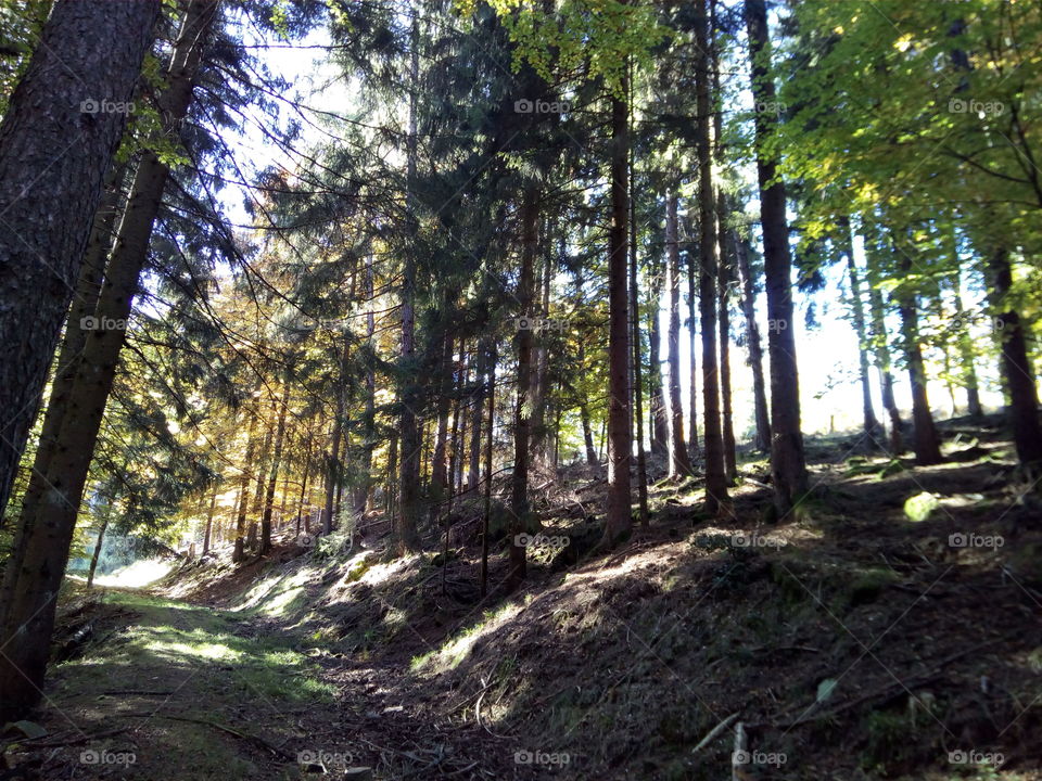 Autumn in the Black Forest