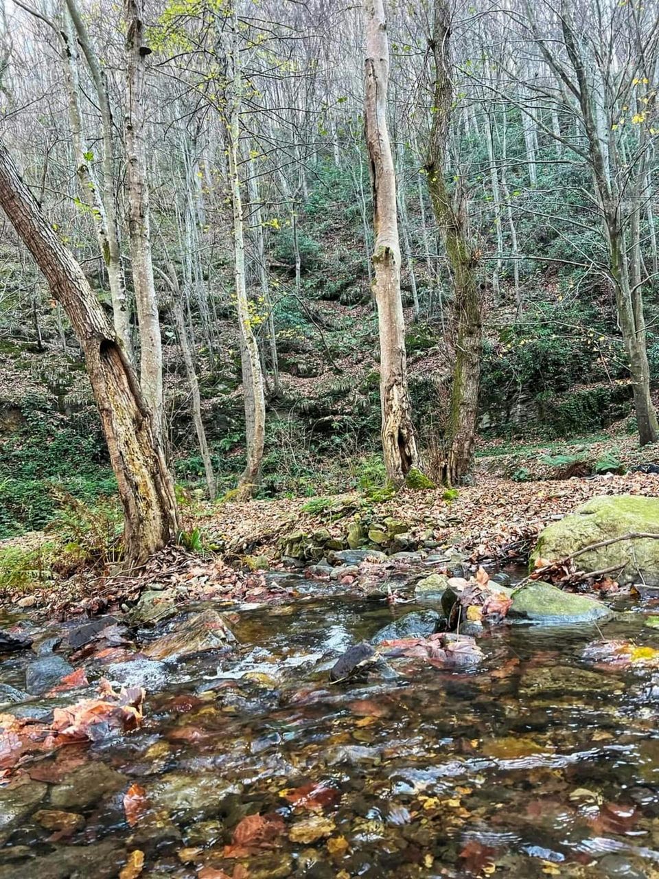 A trip in the woods