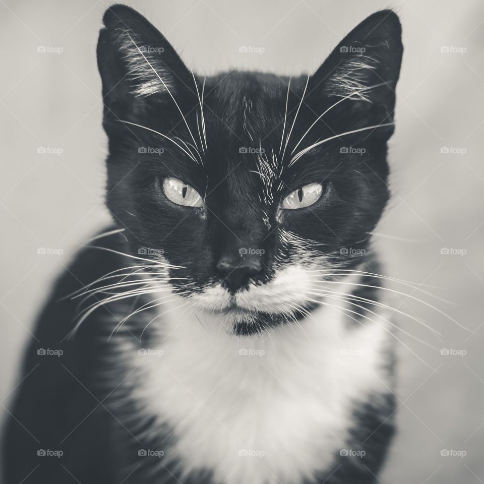 black and white cat