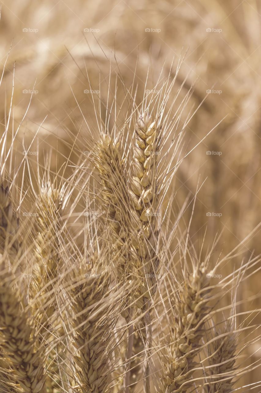 close up wheat field