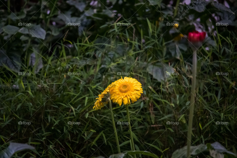 Gerbera