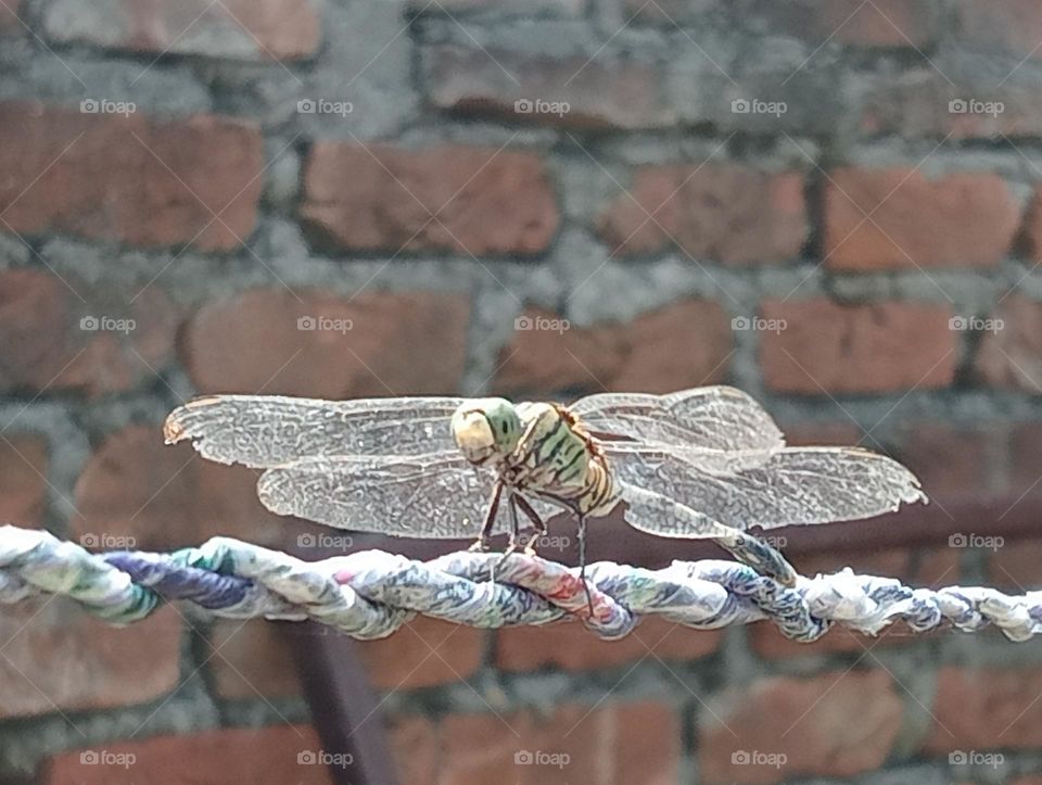 Beautiful Butterfly 🦋