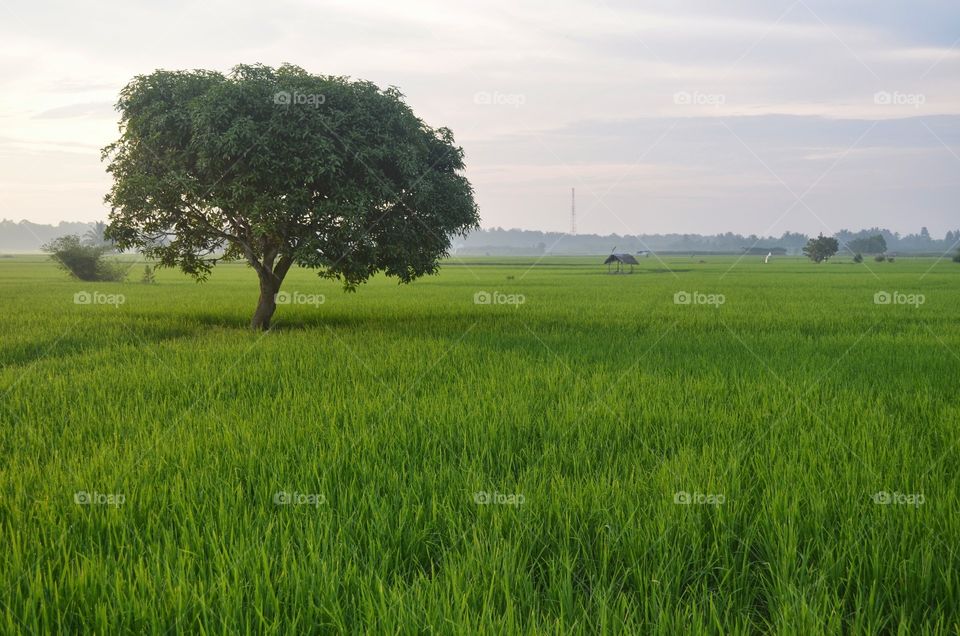 rice field panorama