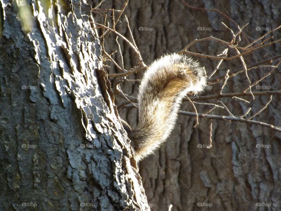 Squirrel Tail Peeking From Behind Tree. I photographed this squirrel's tail in a tree in my back yard. 