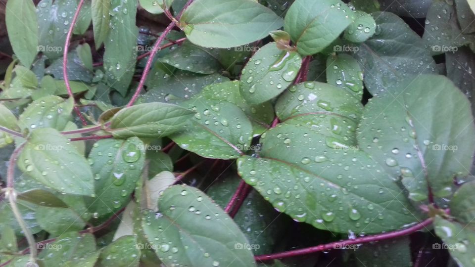 green plant garden environment ecology nature background screensaver yard raindrops water outdoors