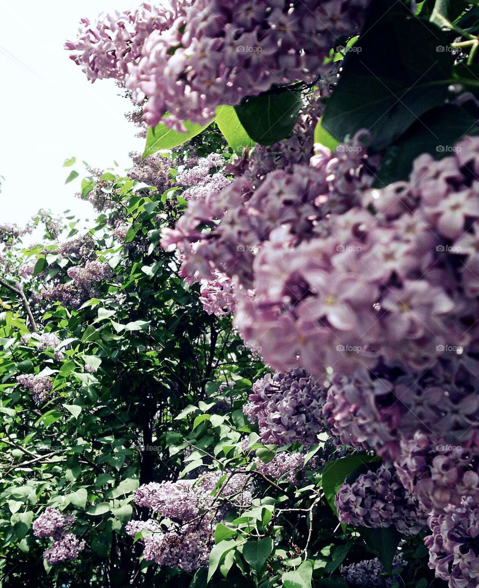 Lilacs anywhere 
