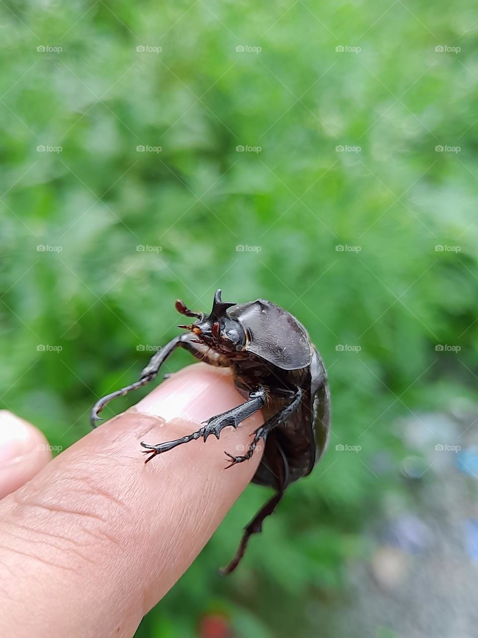 The European rhinoceros beetle is a large flying beetle belonging to the subfamily Dynastinae.