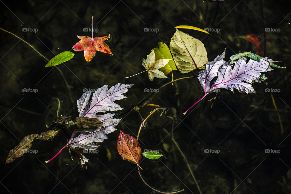 leaves in the ice