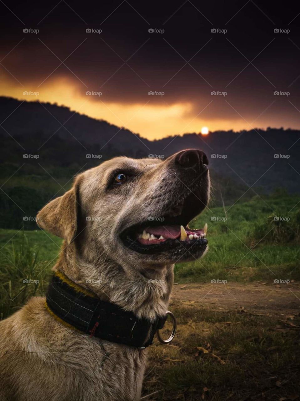 atardecer, perrito