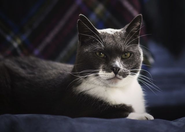cat looking