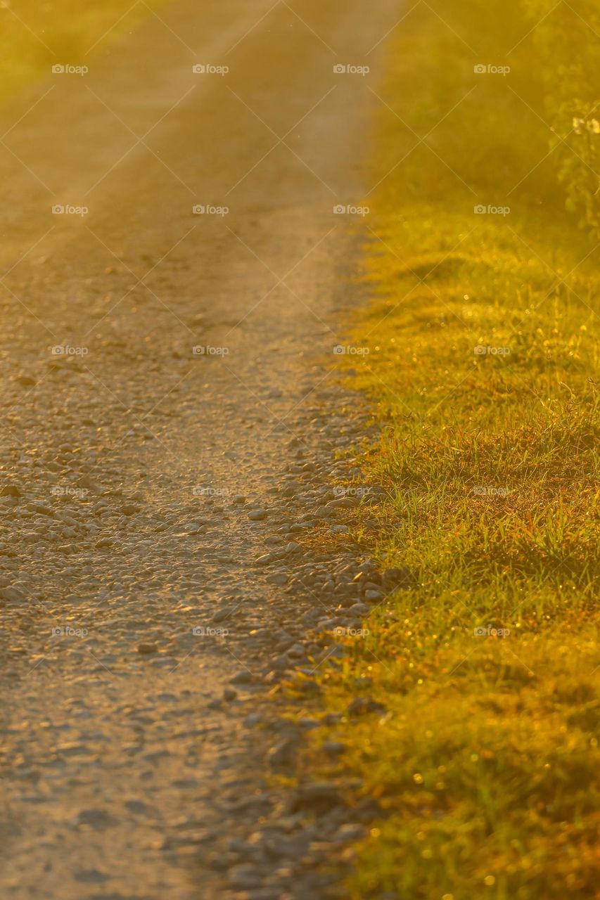 View of a dirt road and some grass by the road side