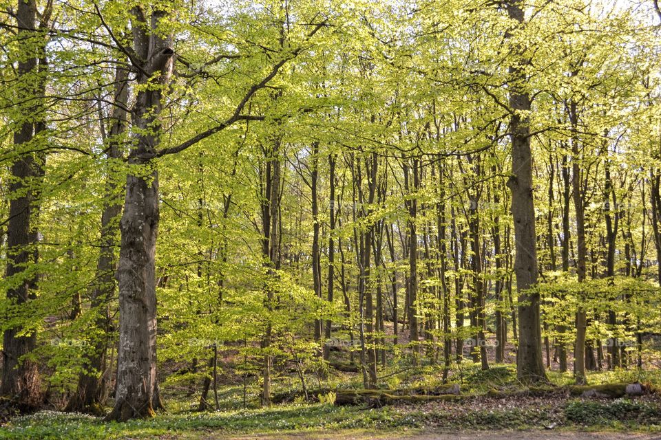 Wood, Tree, Landscape, Nature, Leaf