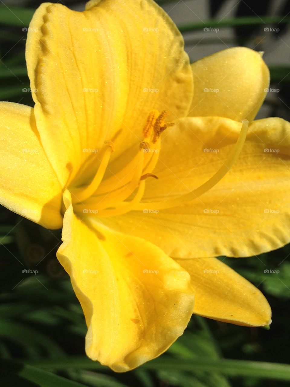 Yellow daylily