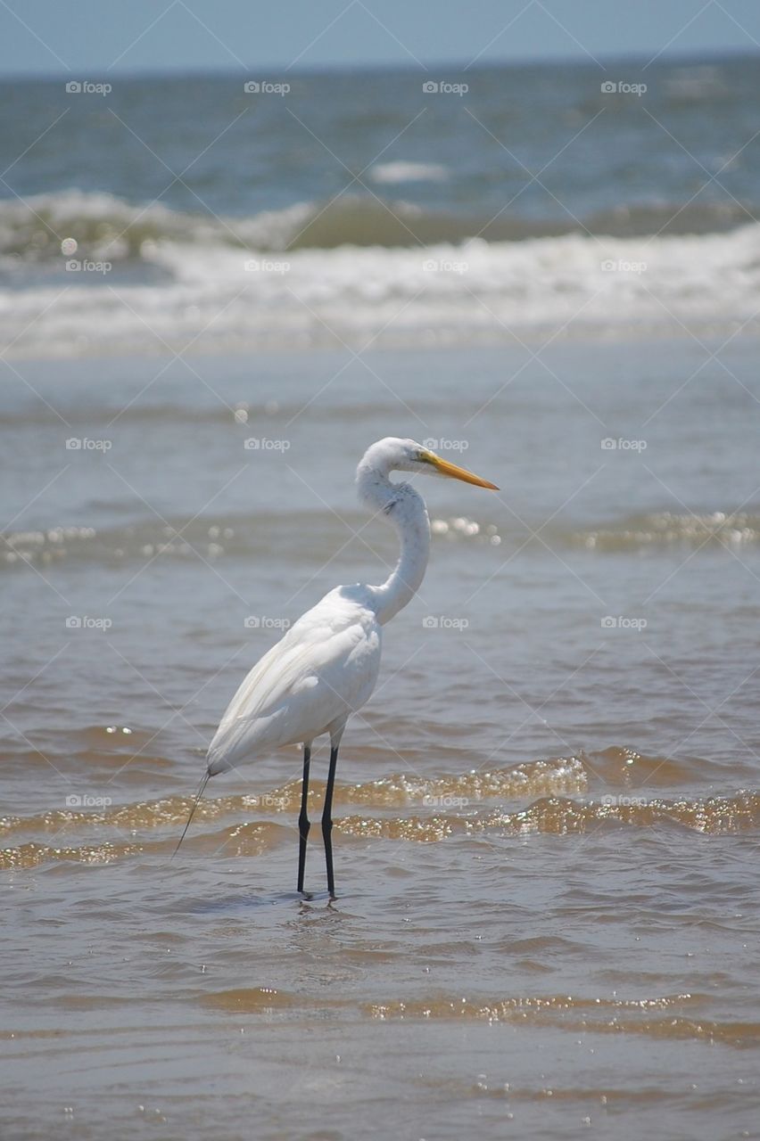 Bird in the water