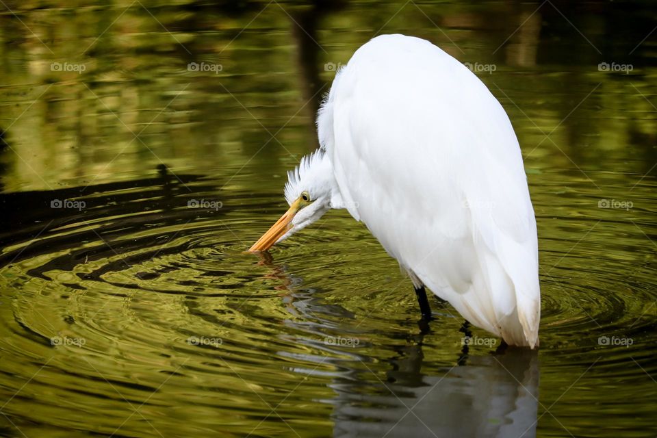 White heron and Circles on water
