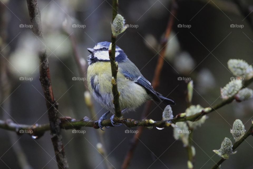 Blue Tit looking at the sky during the rain waiting for better weather