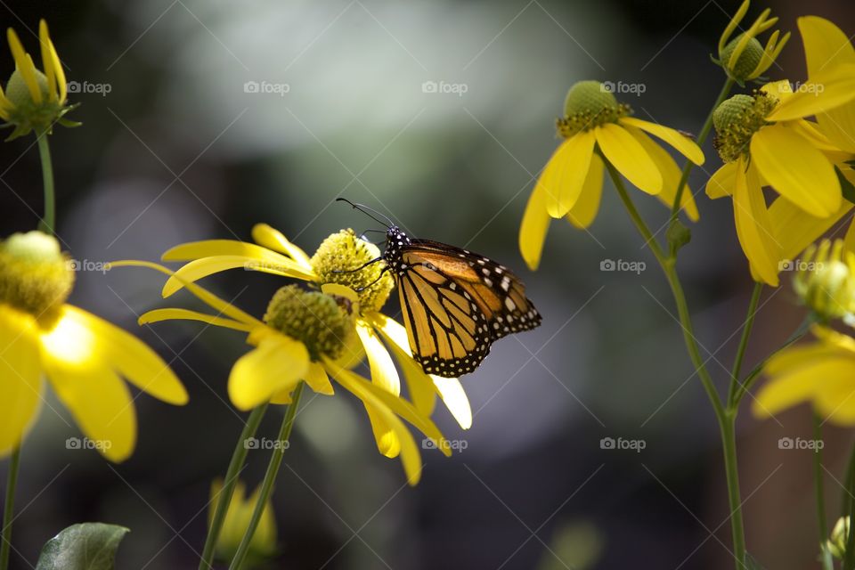 Beautiful monarch butterfly that was set free to roam about the garden. He or she landed on a gorgeous flower for a snack 
